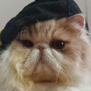 Meet your Posher, Miranda